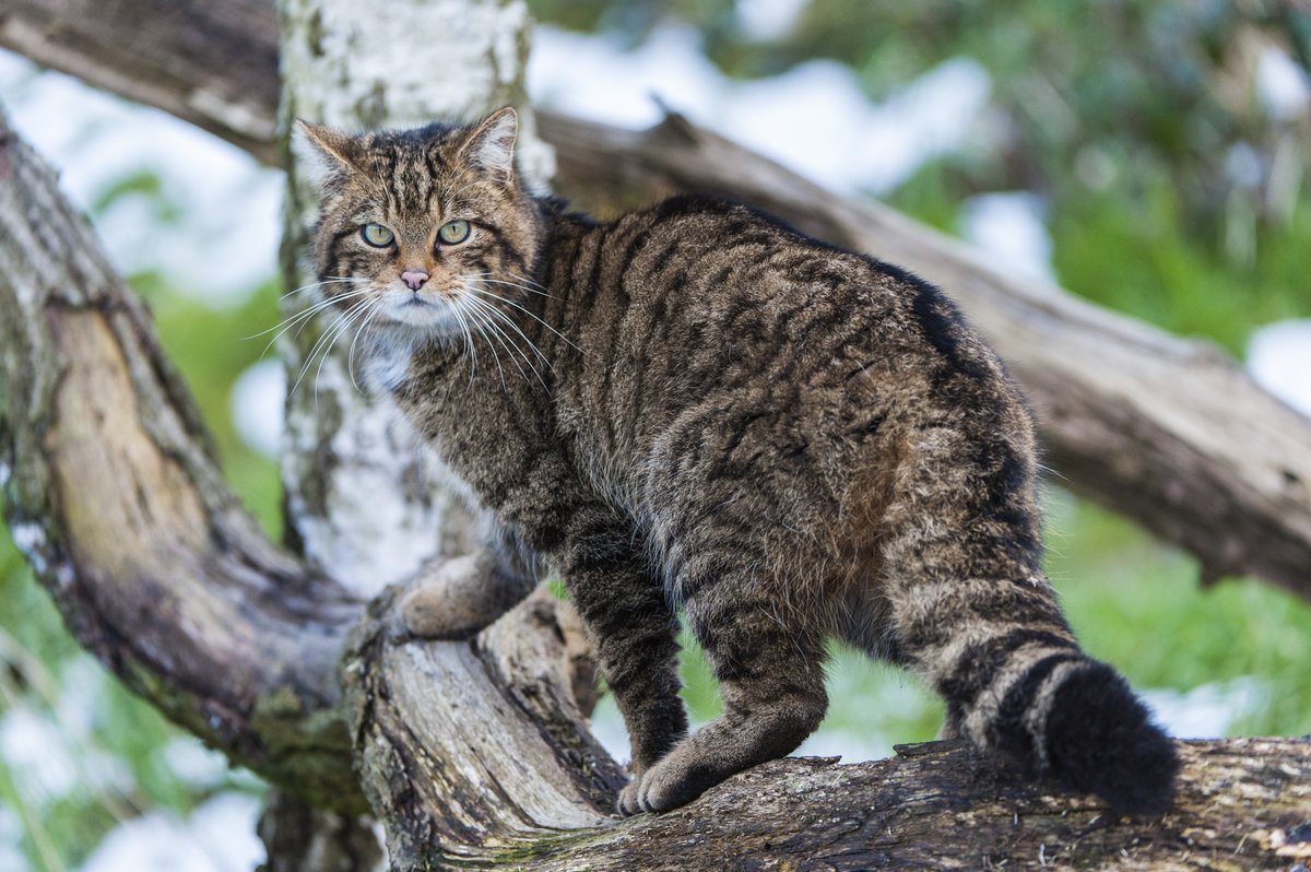 Кавказская Лесная кошка Felis Silvestris Caucasica