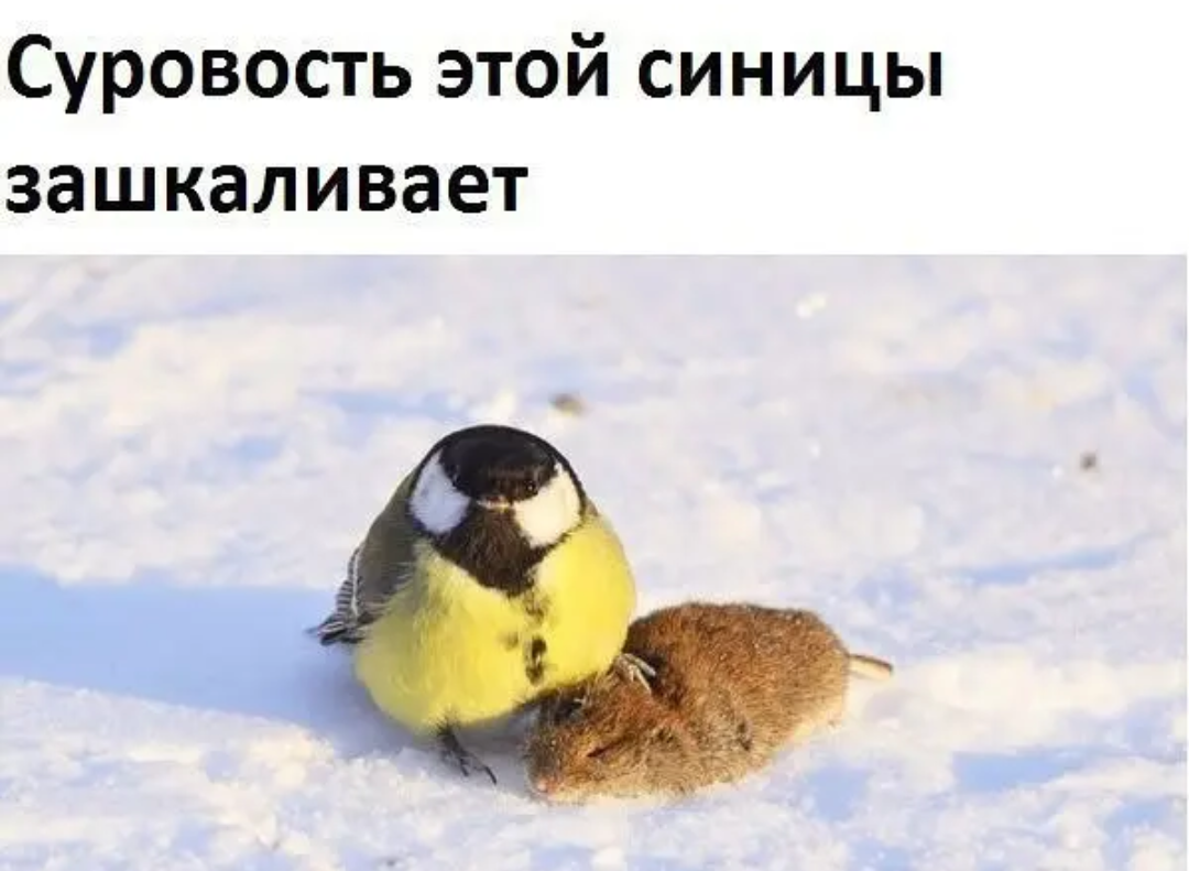 Кормление птиц