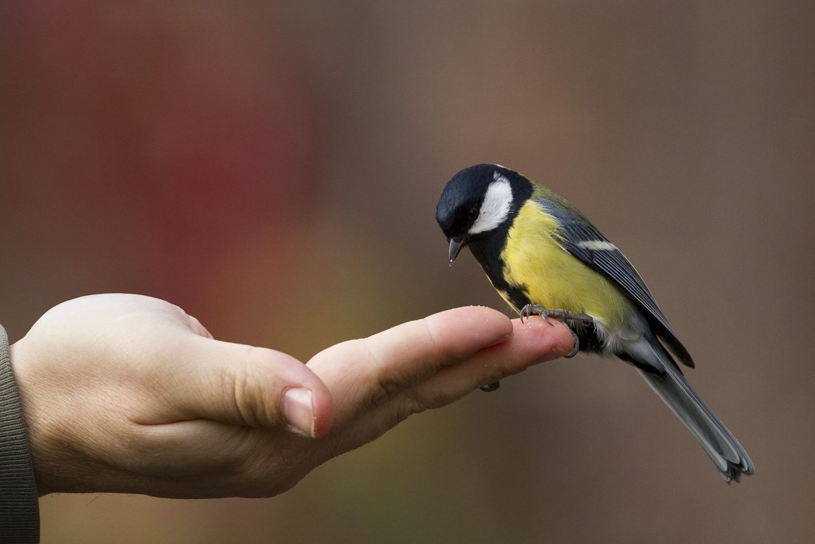 Синичка на руке