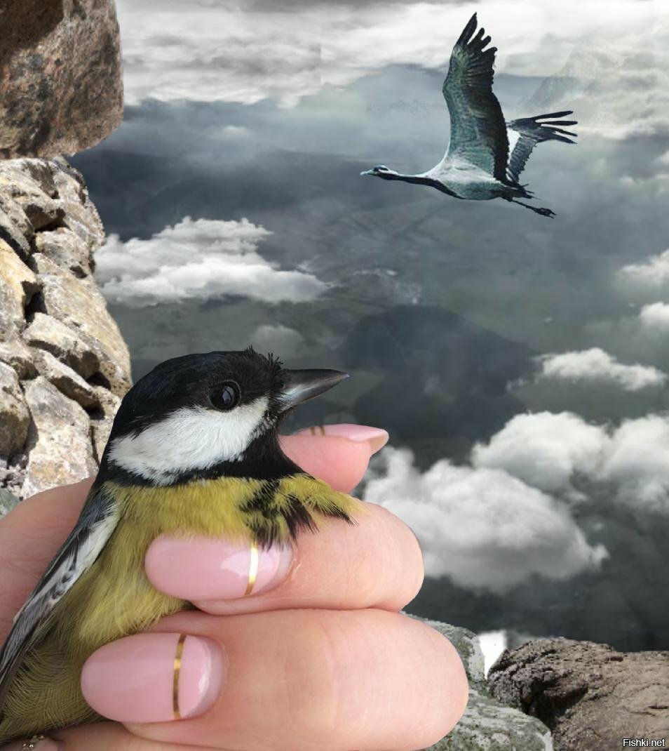 Кормить птиц с руки