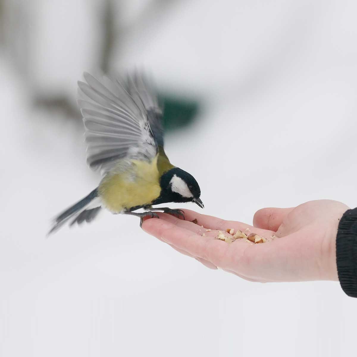 Синица сидит на руке