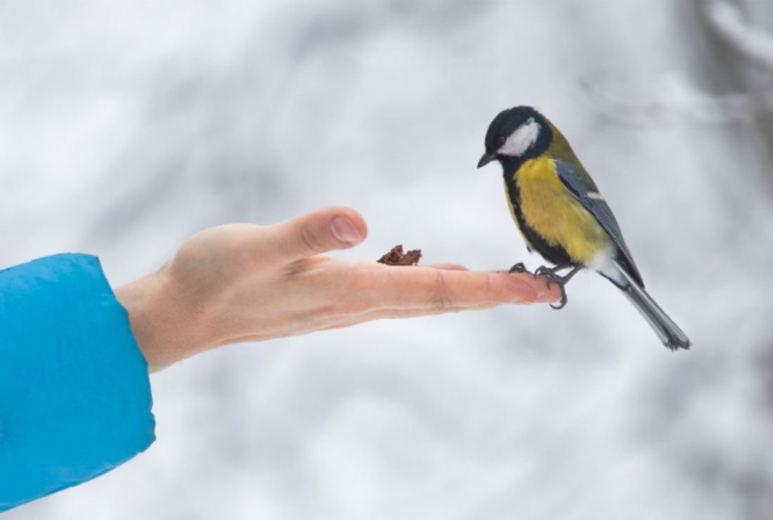 Птичка на руке