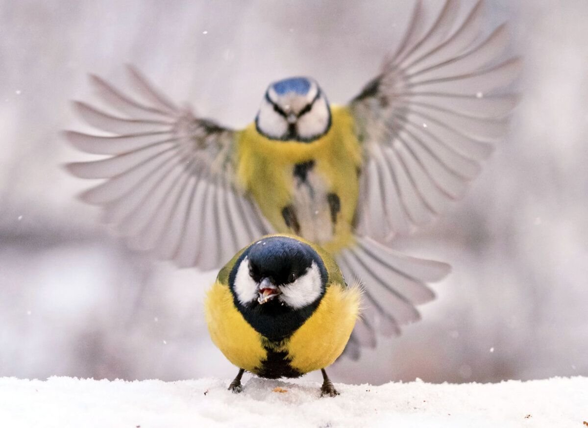 Большая синица и лазоревка зимой
