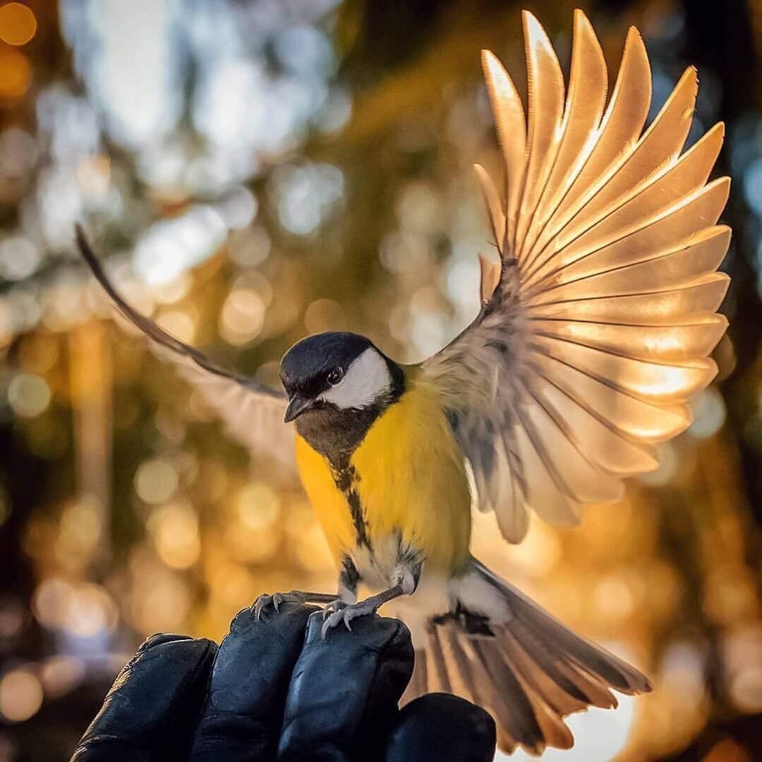 Кормление птиц