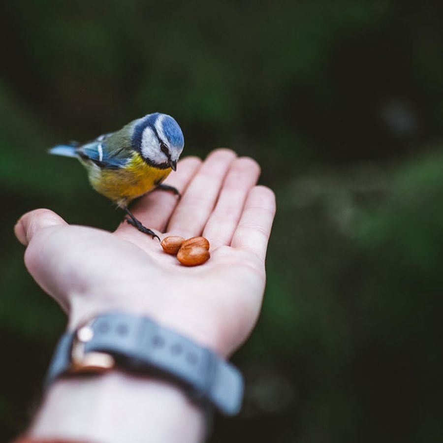 Две синички