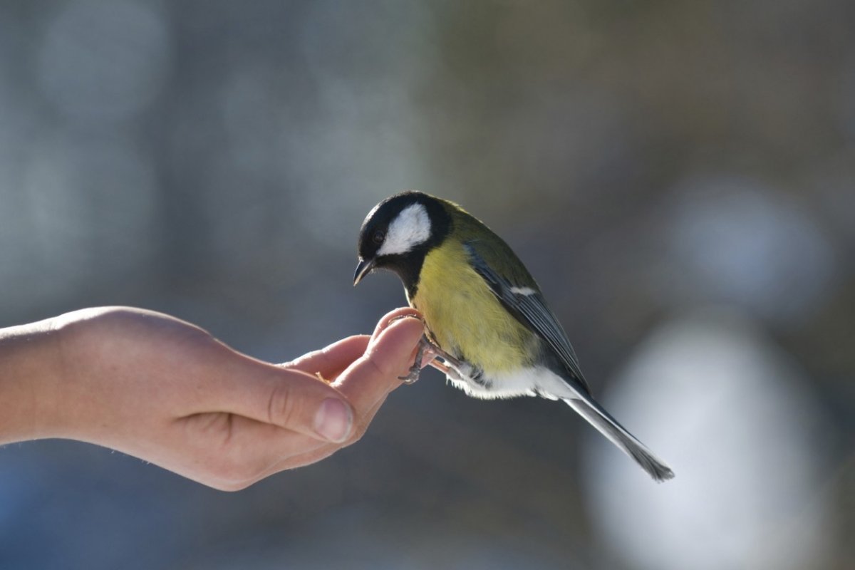 Синица сидит на руке