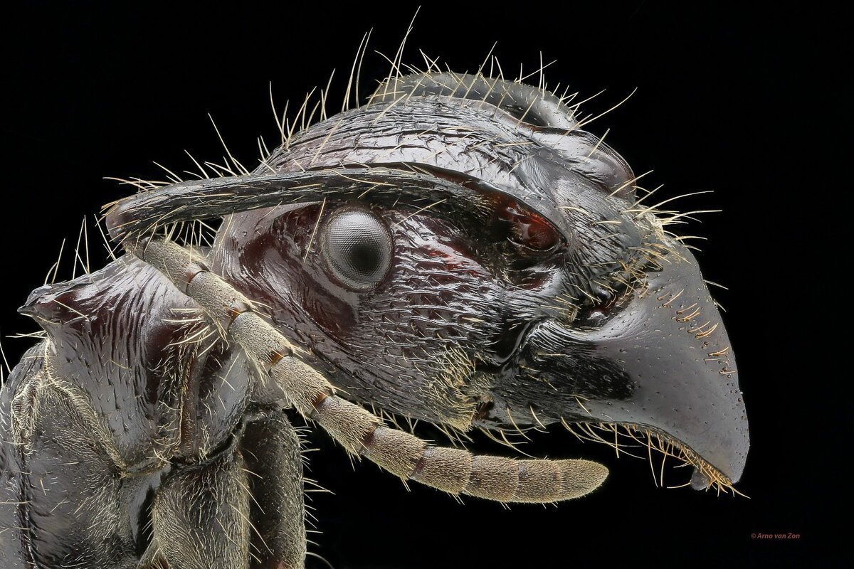 Ротовой аппарат блохи