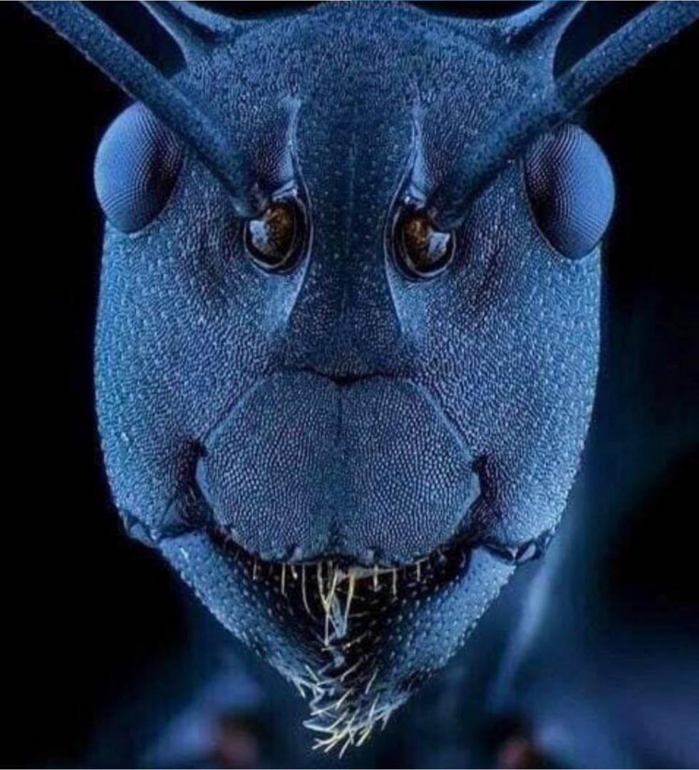 Муровецпод микроскопом