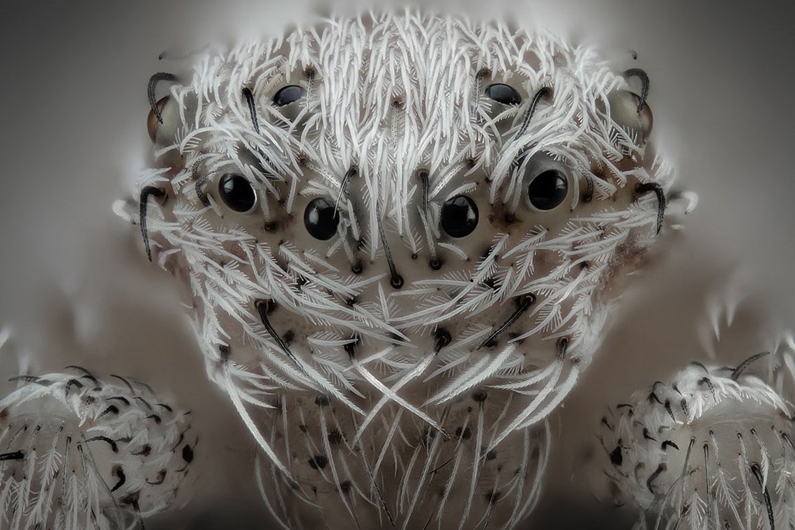 Насекомые под микроскопом