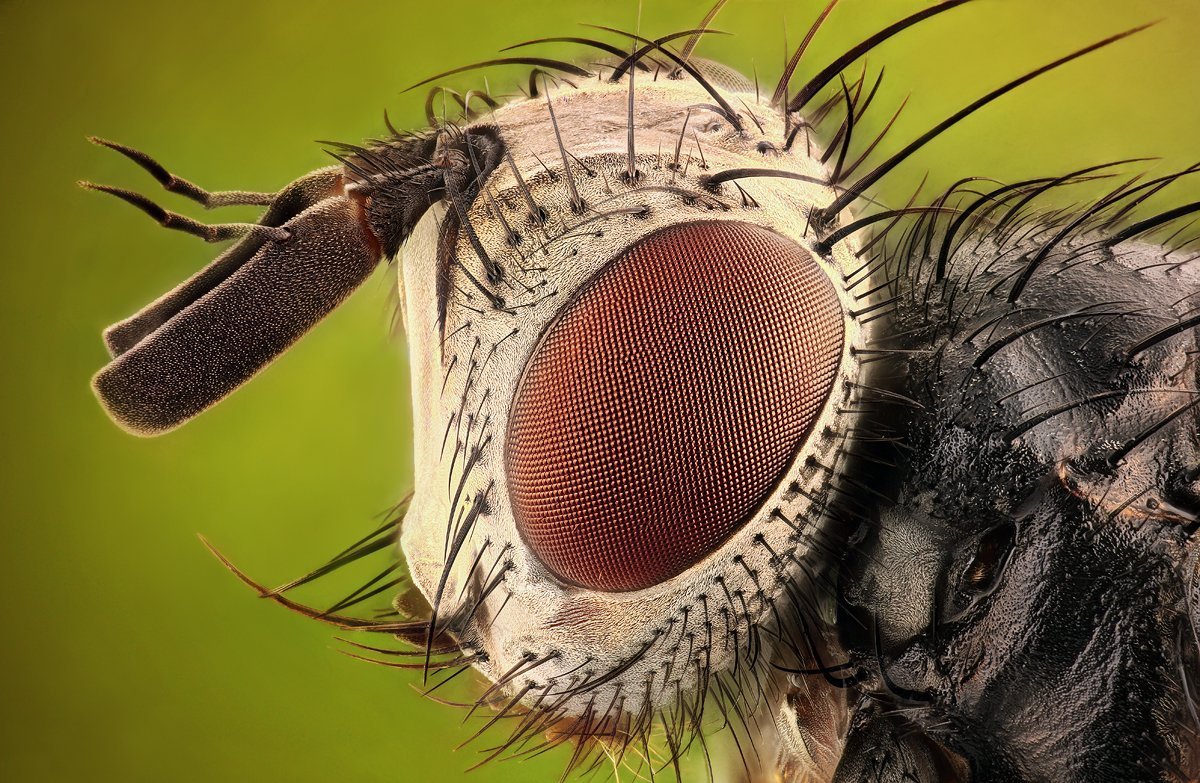 Жук тихоходка