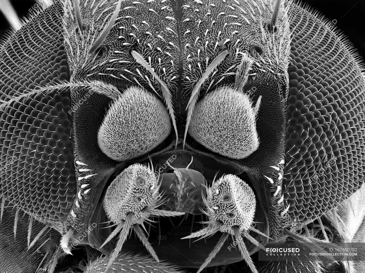 Тихоходка (Tardigrada)