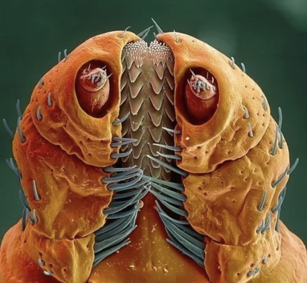 Бактерии на мухе. Морская полихета под микроскопом. Морская полихета Nereis sandersi под электронным микроскопом. Насекомые под микроскопом. Насекомые над микроскопом.