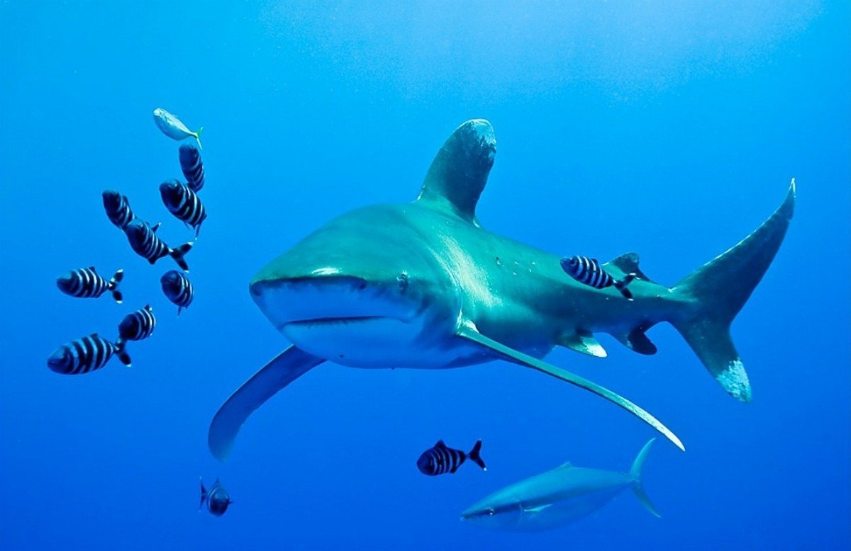 Рыба лоцман и акула тип. Океаническая рифовая акула. Океаническая длинноплавниковая акула. Длиннокрылая акула. Лонгиманус акула.
