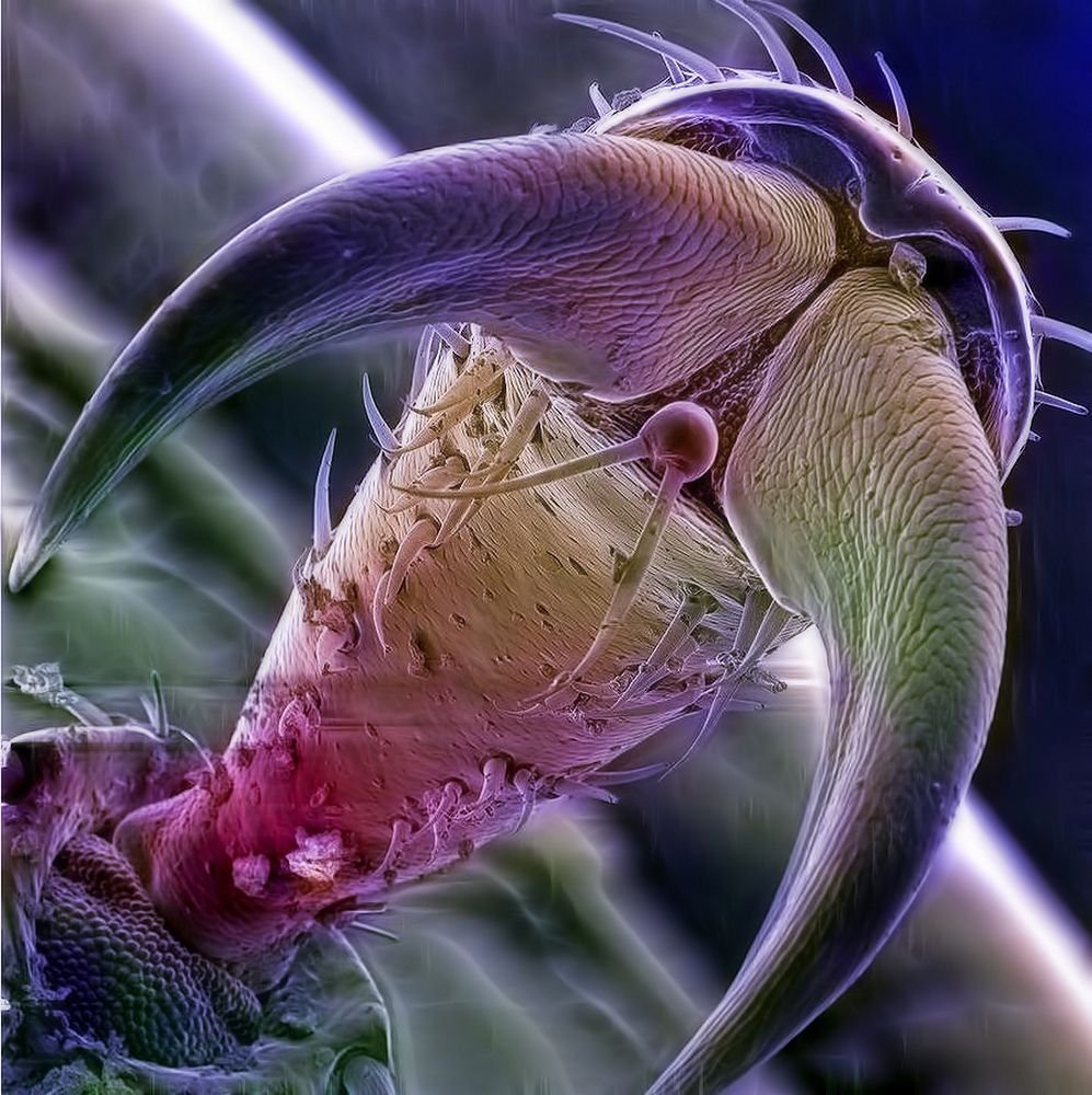 Скорпион под микроскопом