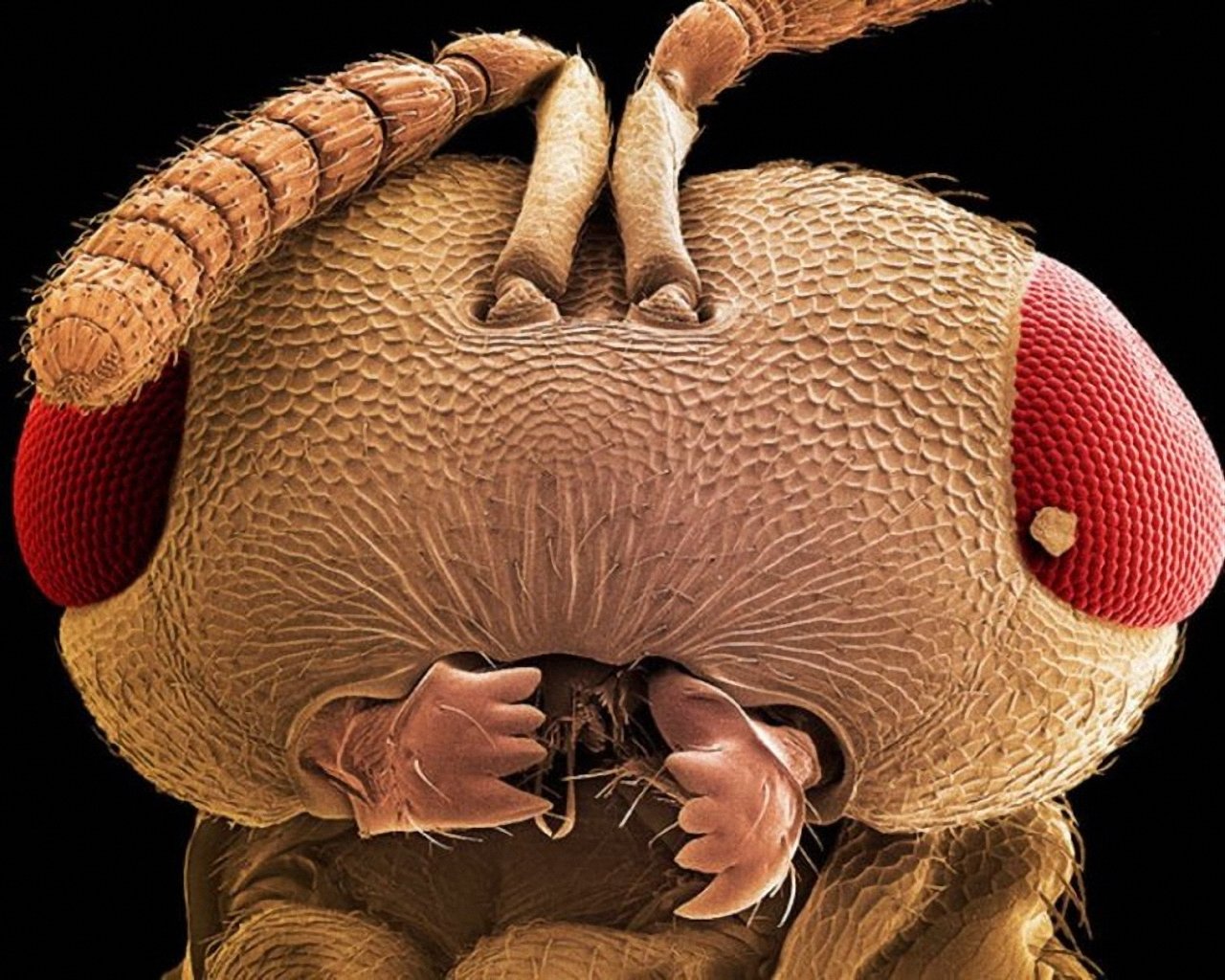 Мошка под микроскопом фото. Мошка гнус под микроскопом. Микромир насекомые под микроскопом. Зубы мошкары под микроскопом. Насекомые над микроскопом.