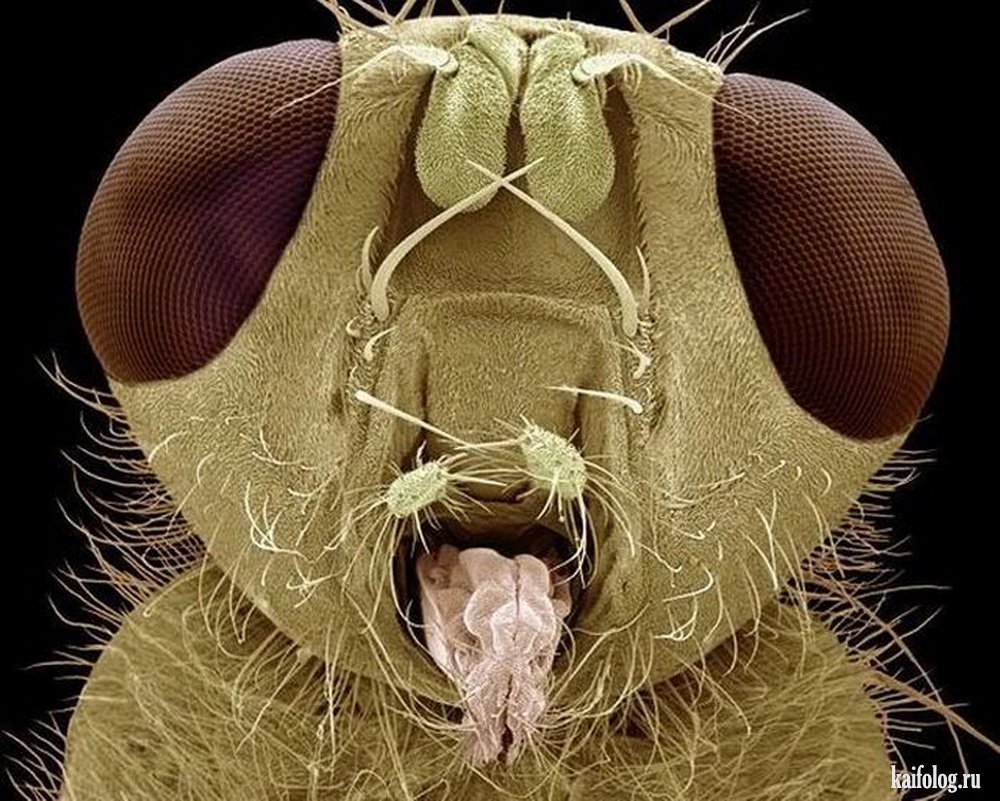 Фасеточные глаза у Жуков