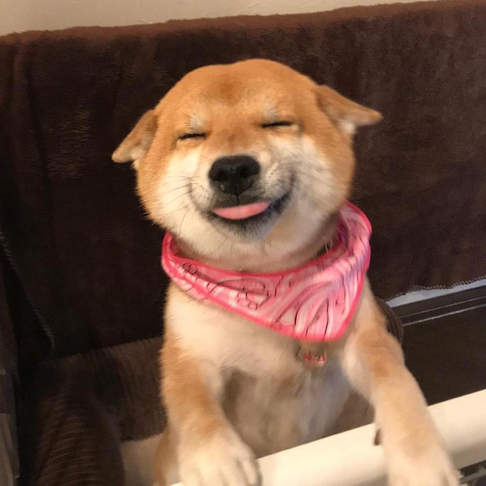 Улыбающийся пес