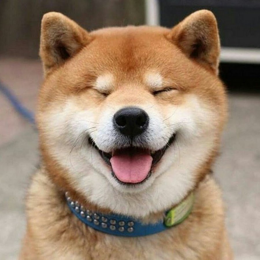 Собака улыбака корги