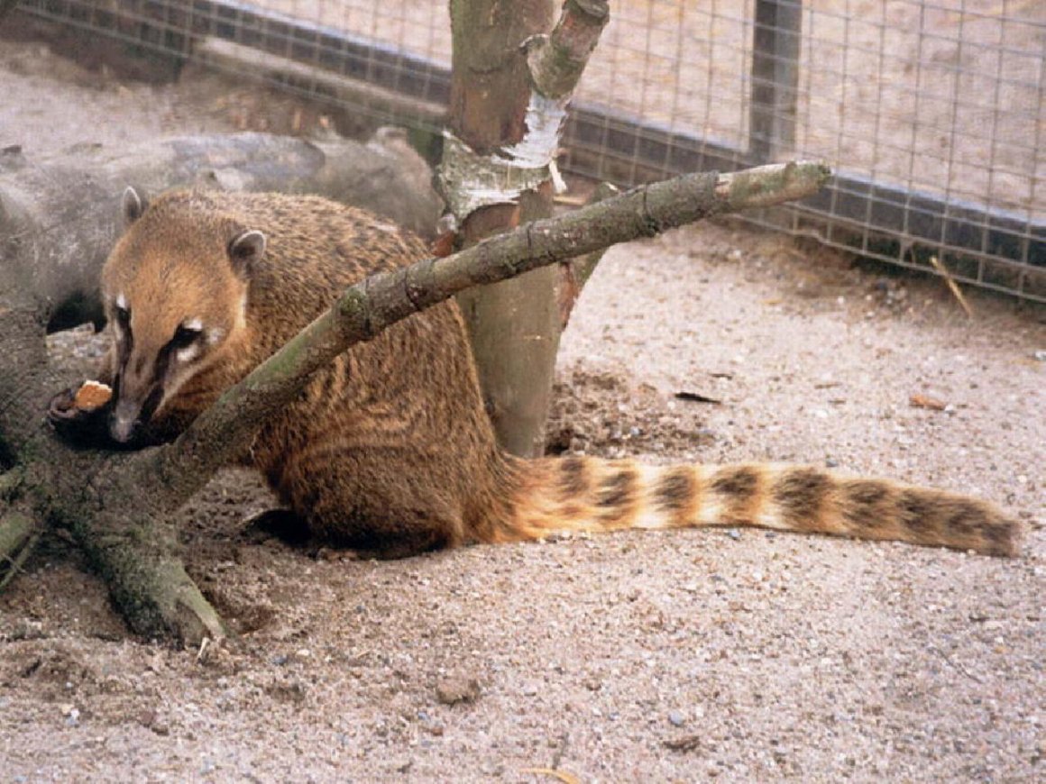 Енот Ракоед и енот полоскун