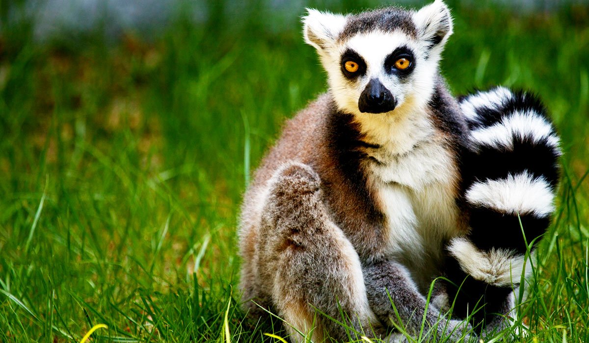 Малая (красная, рыжая, енотовидная) Панда