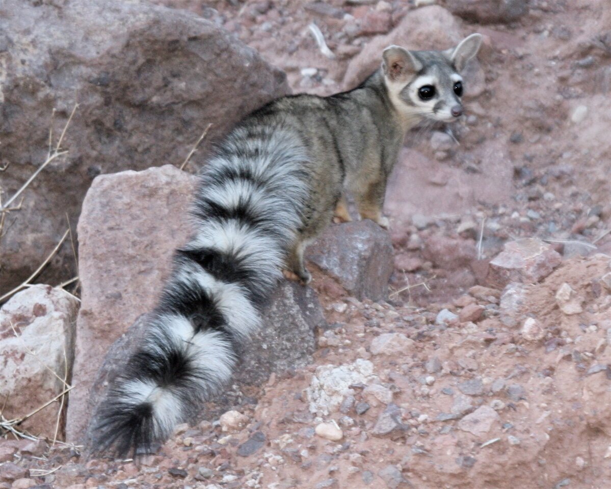 Североамериканский какомицли