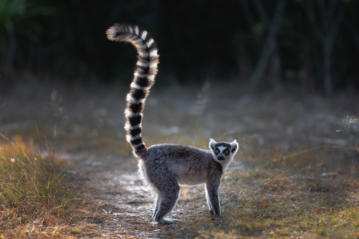 Кольчатый лемур