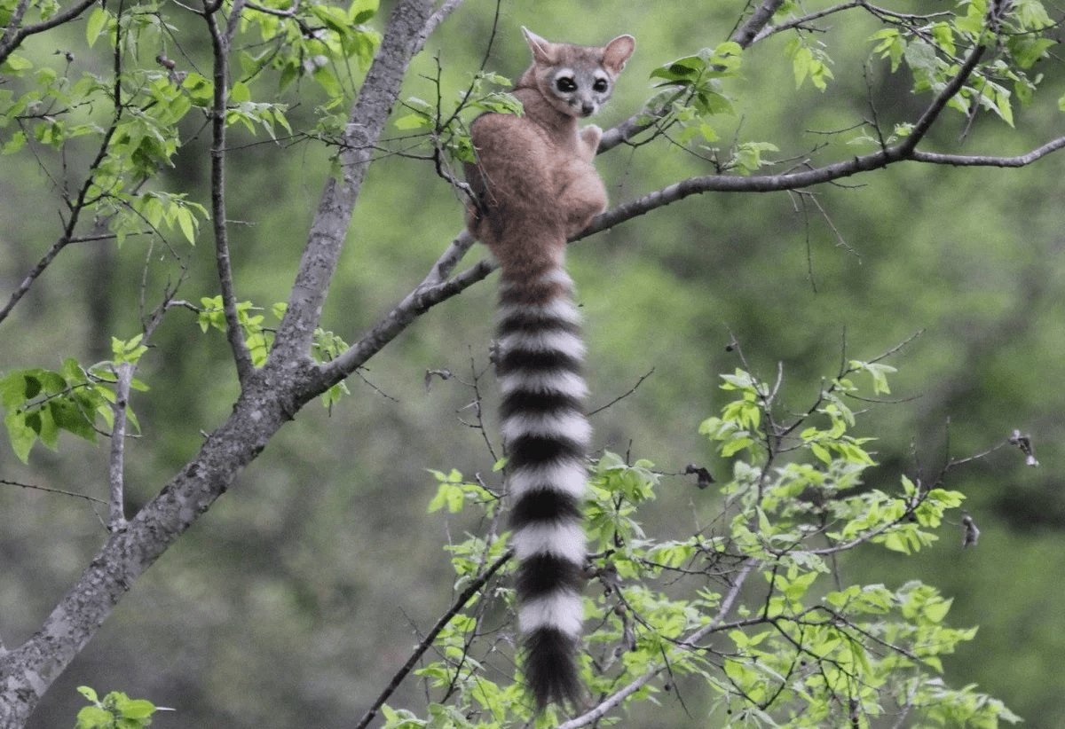 Кольцехвостый (кошачий) лемур