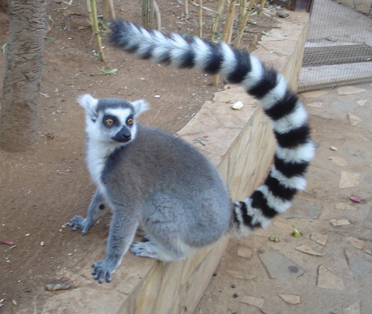 Зверек с длинным полосатым хвостом