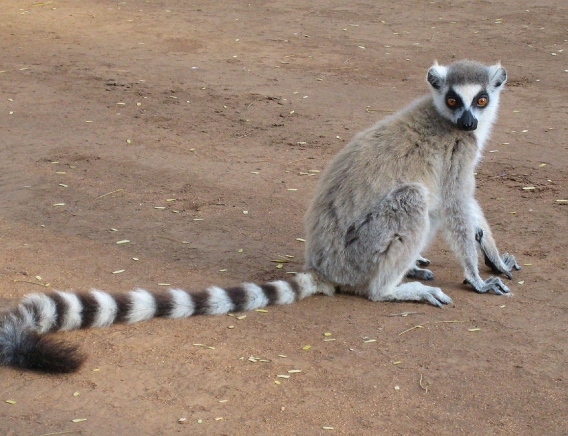 Полосатый зверек