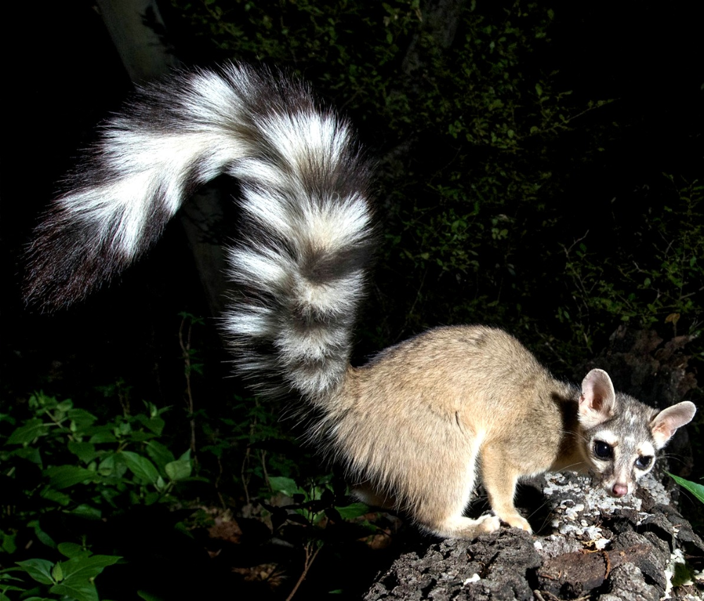 Виверровые генетта