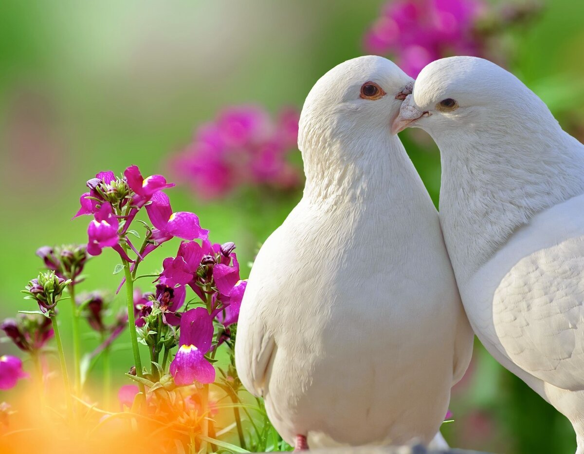 Голубки воркуют