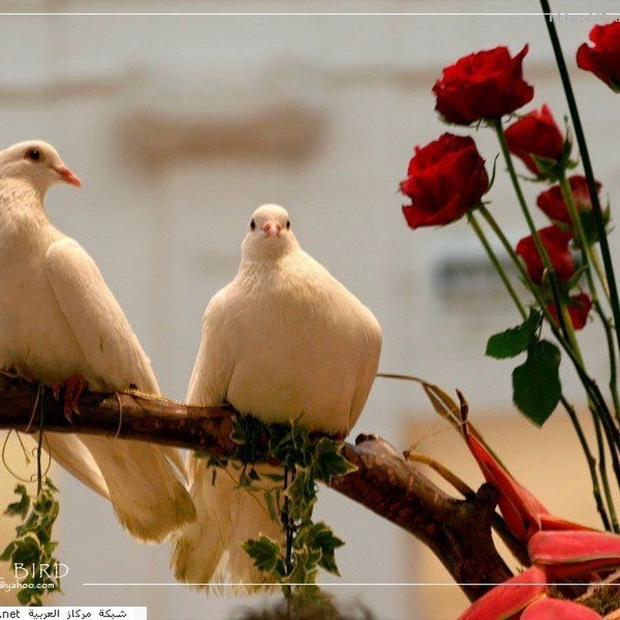 Художник dove Wildlife