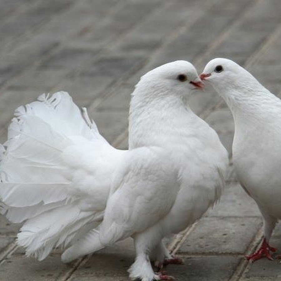 Два голубя