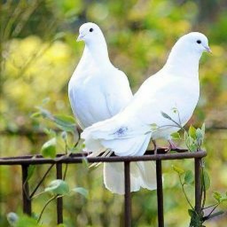 Красивые голуби