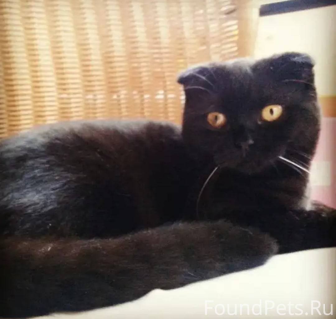 Черный британец скотишфолд