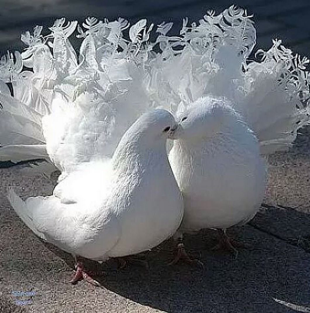 Влюбленные голуби