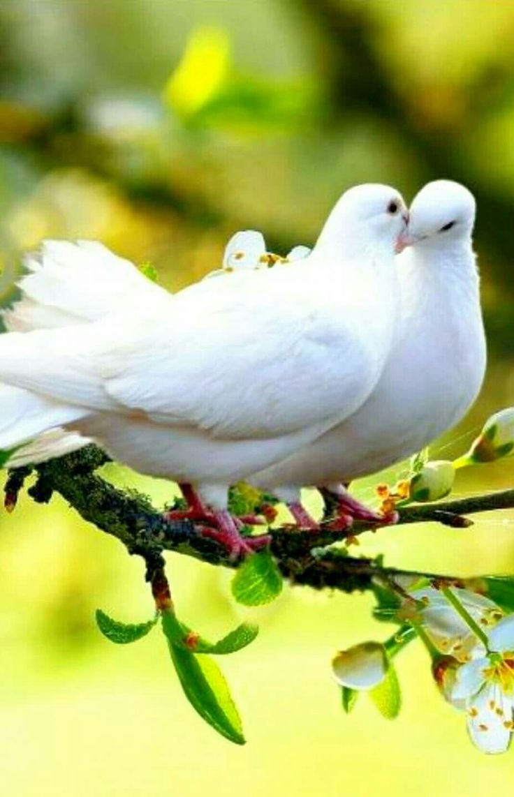 Пара белых голубей