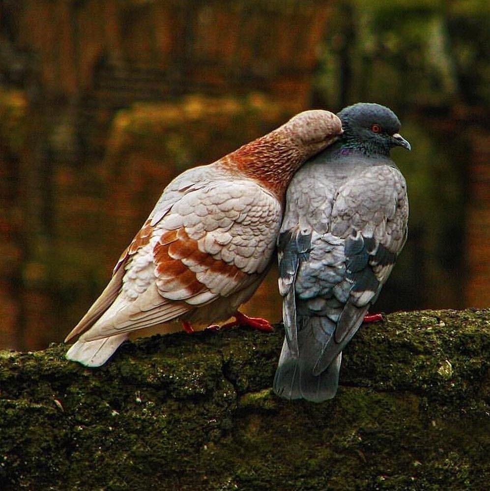 Сизый голубь самец