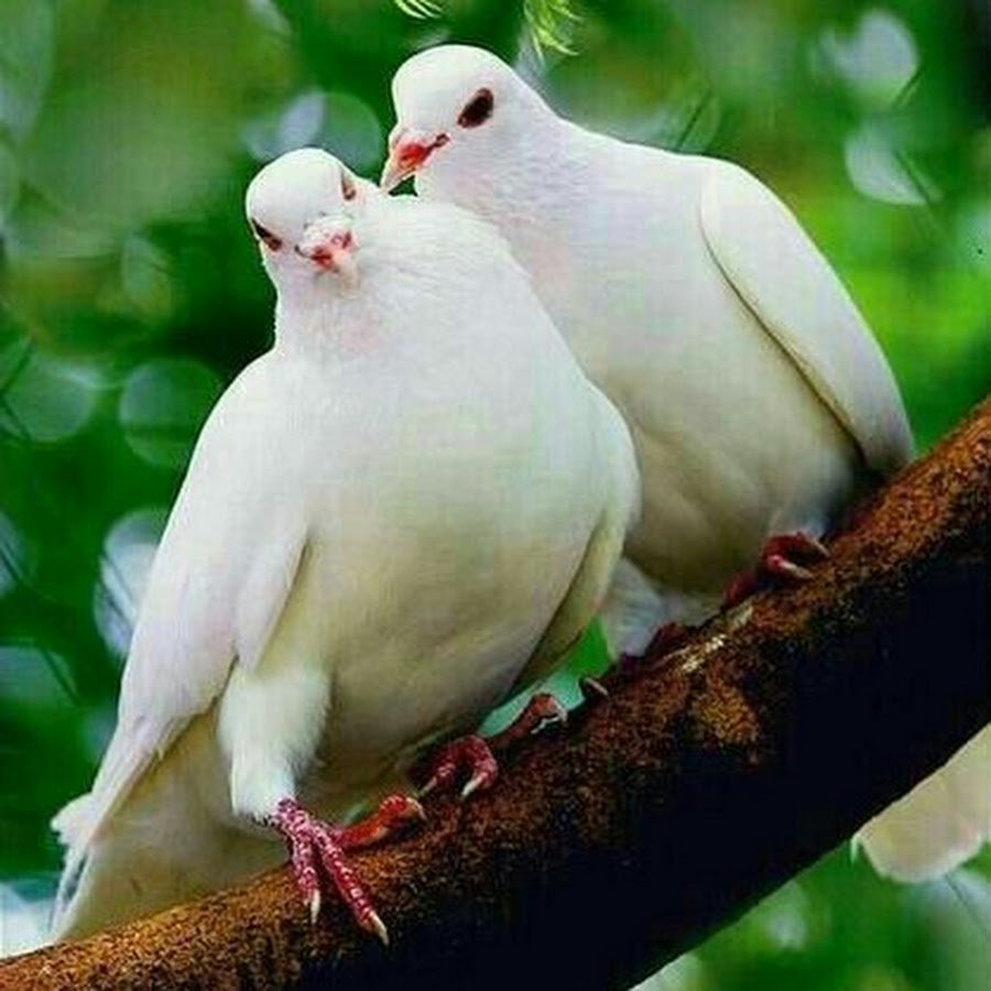 Свадьба голуби в небе