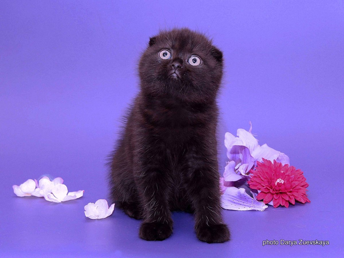 Вислоухий британец котенок черный