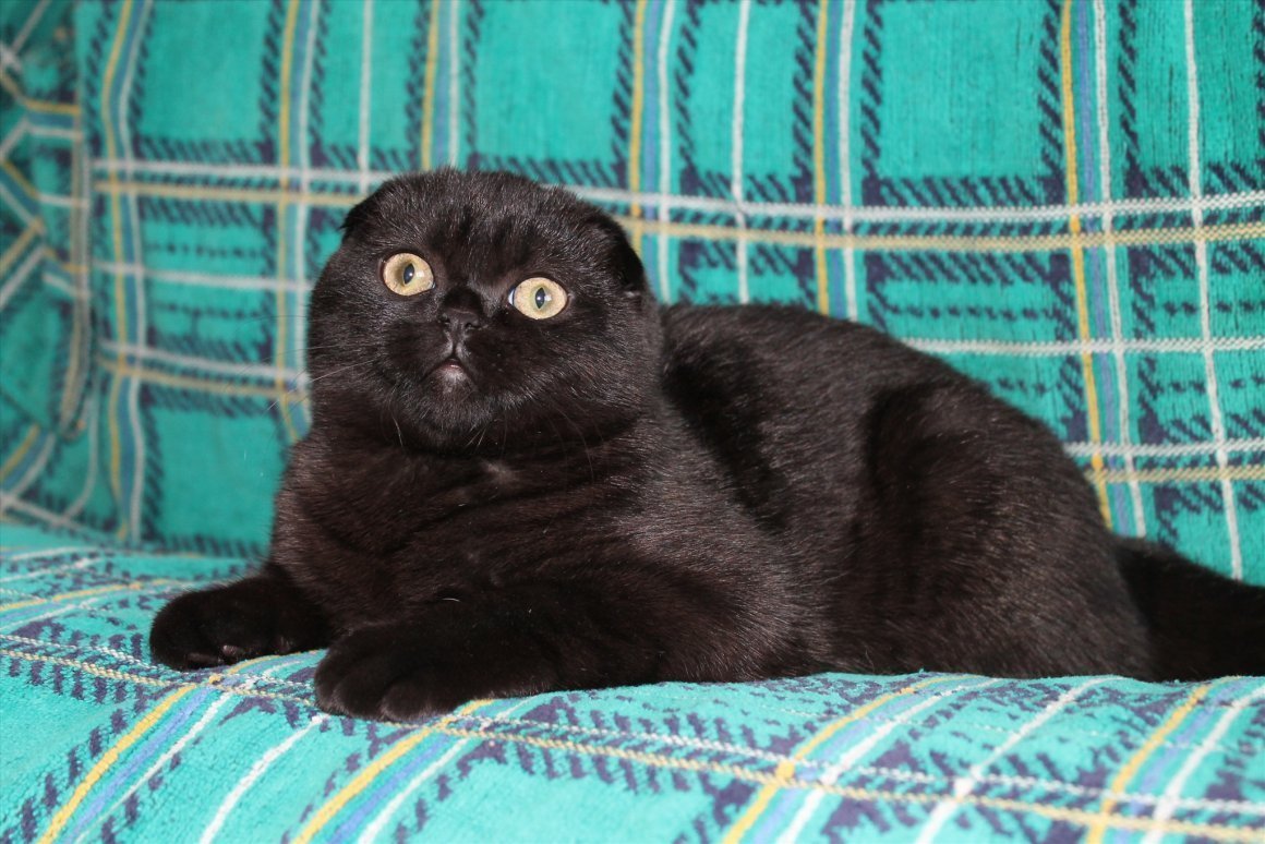Скоттиш-фолд Шотландская вислоухая черная