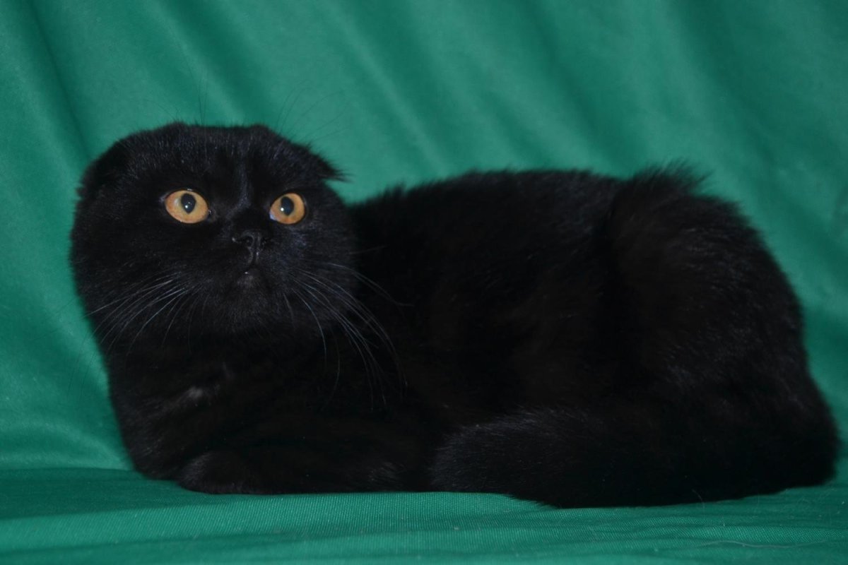 Шотландская вислоухая кошка черная