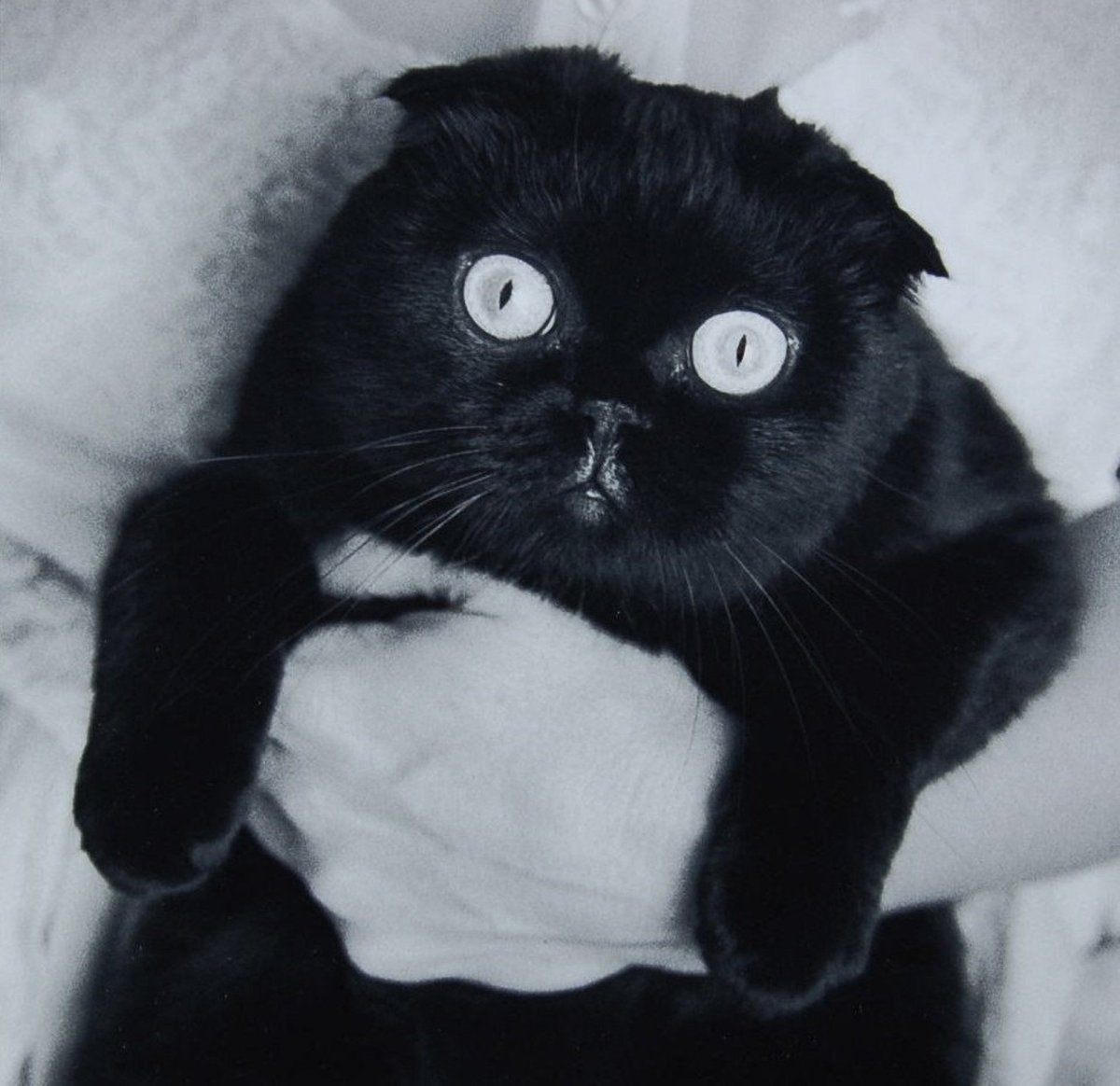 Шотландская вислоухая кошка черная