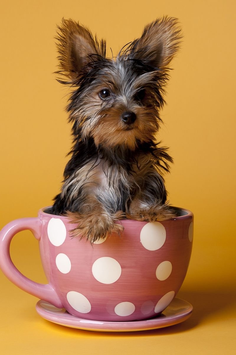 Йоркширский терьер Сильвия