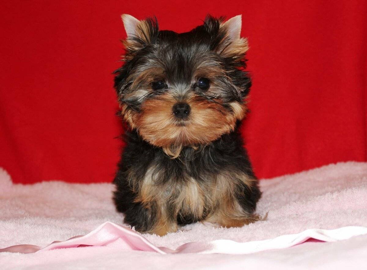 Йоркширский терьер мини Беби фейс