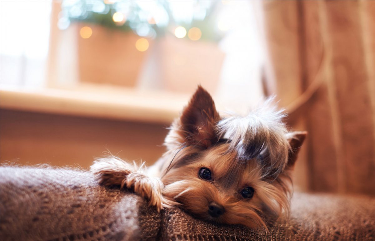 Ерш терьер мини