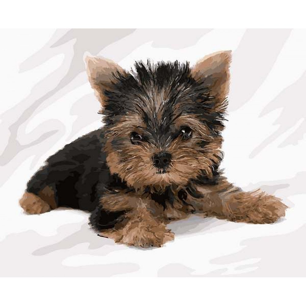 Карликовый Йоркширский терьер