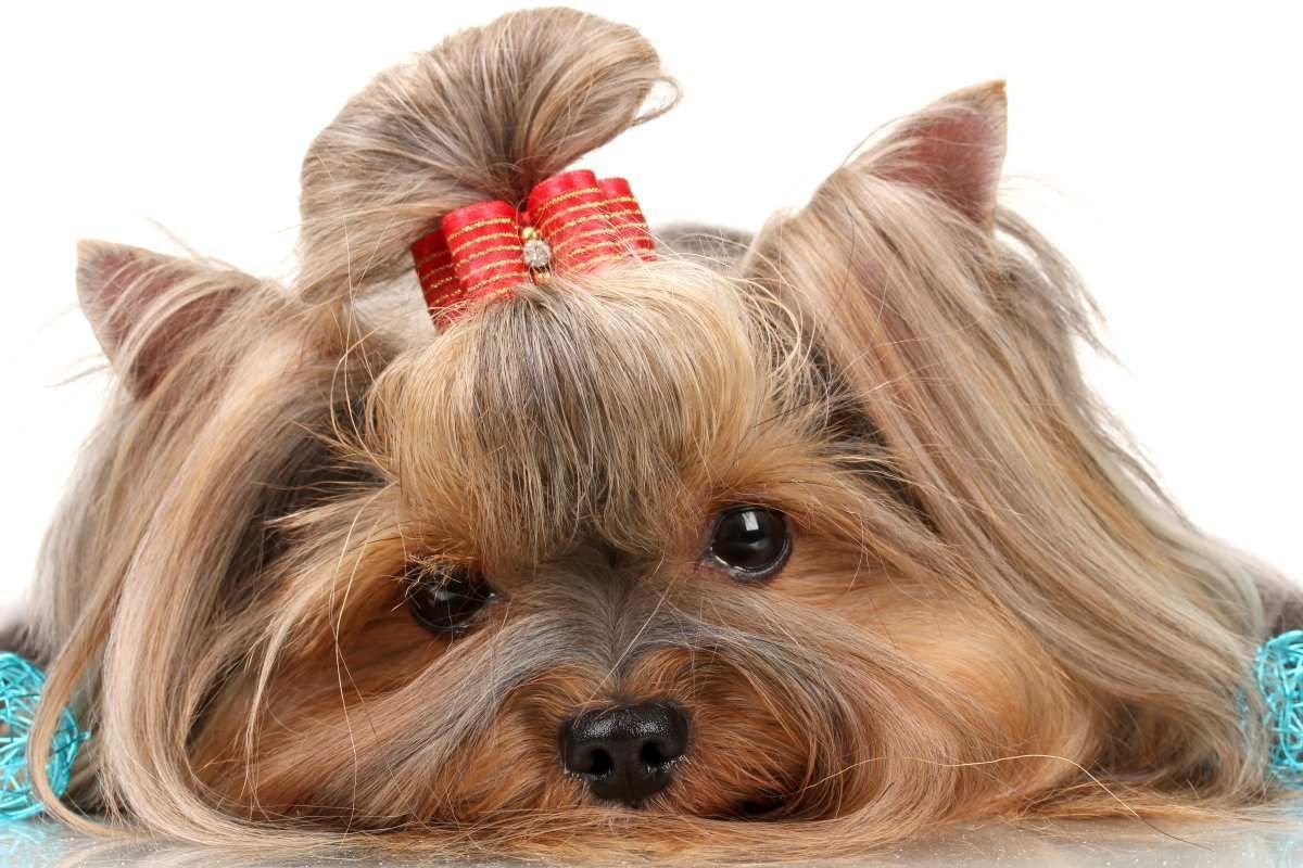 Йорик Йоркширский терьер