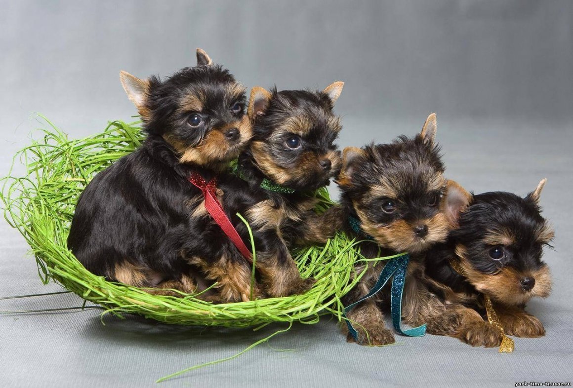 Йоркширский терьер стандарт