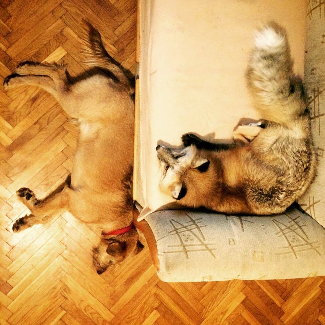 Лиса в шкафу